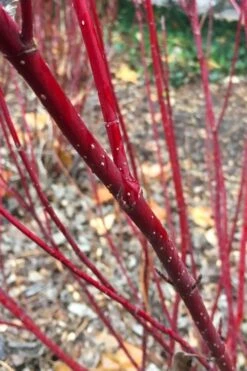 Arctic Fire Red Twig Dogwood - 3 Gallon Pot -Flora Bloom Shop cornus stolonifera farrow arctic fire red twig dogwood 2