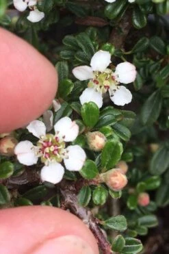 Streib's Findling Cotoneaster - 1 Gallon Pot 16 Streib's Findling Cotoneaster - 1 Gallon Pot -Flora Bloom Shop cotoneaster dammeri streibs findling 3