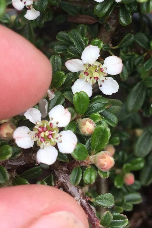 Streib's Findling Cotoneaster - 1 Gallon Pot 8 Streib's Findling Cotoneaster - 1 Gallon Pot - Image 8