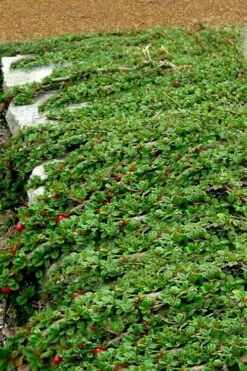 Streib's Findling Cotoneaster - 1 Gallon Pot 14 Streib's Findling Cotoneaster - 1 Gallon Pot -Flora Bloom Shop cotoneaster dammeri streibs findling 5