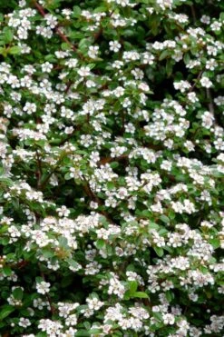 Streib's Findling Cotoneaster - 1 Gallon Pot 12 Streib's Findling Cotoneaster - 1 Gallon Pot -Flora Bloom Shop cotoneaster dammeri streibs findling 9