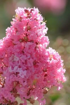 Sioux Pink Crape Myrtle Tree (Single Trunk) - 5 Gallon Pot -Flora Bloom Shop crape myrtle sioux pink 52