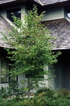 Washington Hawthorn (Crataegus Phaenopyrum) - 1 Gallon Pot -Flora Bloom Shop crataegus phaenopyrum washington hawthorne 1