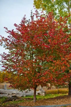 Washington Hawthorn (Crataegus Phaenopyrum) - 1 Gallon Pot -Flora Bloom Shop crataegus phaenopyrum washington hawthorne 3