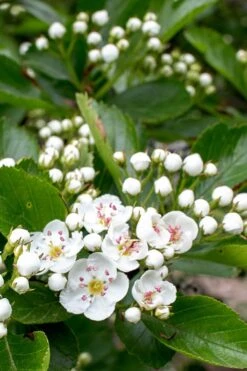 Washington Hawthorn (Crataegus Phaenopyrum) - 1 Gallon Pot -Flora Bloom Shop crataegus phaenopyrum washington hawthorne 5