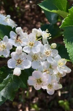 Washington Hawthorn (Crataegus Phaenopyrum) - 1 Gallon Pot -Flora Bloom Shop crataegus phaenopyrum washington hawthorne 6