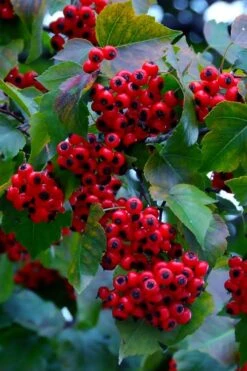 Washington Hawthorn (Crataegus Phaenopyrum) - 1 Gallon Pot -Flora Bloom Shop crataegus phaenopyrum washington hawthorne 7