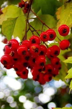 Washington Hawthorn (Crataegus Phaenopyrum) - 1 Gallon Pot -Flora Bloom Shop crataegus phaenopyrum washington hawthorne 8