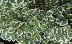 Variegated Creeping Fig (Ficus Pumila 'Variegata') - 10 Pack Of 4" Pint Pots -Flora Bloom Shop creeping fig ficus pumila variegata 50