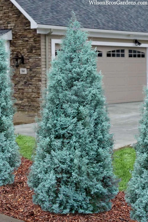 Blue Ice Arizona Cypress - 7 Gallon Pot (4-5') 4 Blue Ice Arizona Cypress - 7 Gallon Pot (4-5') - Image 4