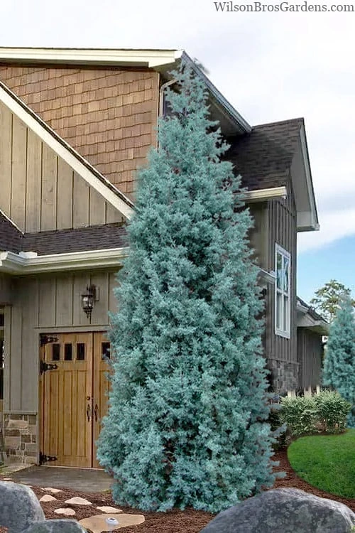 Blue Ice Arizona Cypress - 7 Gallon Pot (4-5') 1 Blue Ice Arizona Cypress - 7 Gallon Pot (4-5')
