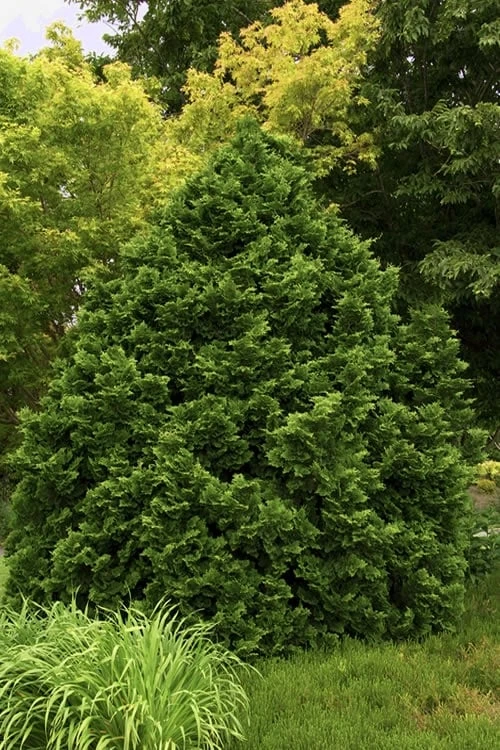 Tempelhof Hinoki Cypress - 1 Gallon Pot 1 Tempelhof Hinoki Cypress - 1 Gallon Pot
