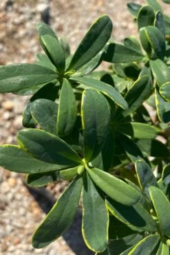 Splash Variegated Summer Daphne - 5 Gallon Pot -Flora Bloom Shop daphne splash summer daphne 1