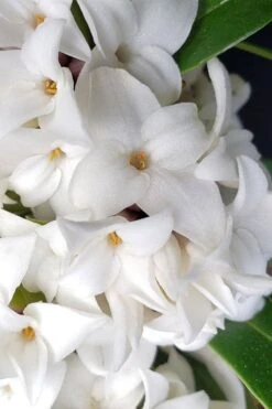 White Perfume Princess Winter Daphne - 2 Gallon Pot -Flora Bloom Shop daphne white perfume princess 3