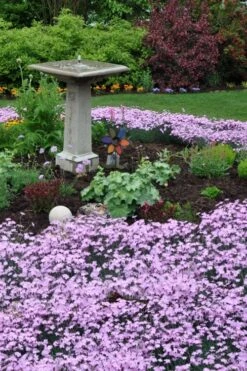 Bath's Pink Dianthus - 5 Pack Of Quart Pots 9 Bath's Pink Dianthus - 5 Pack Of Quart Pots -Flora Bloom Shop dianthus baths pink 102