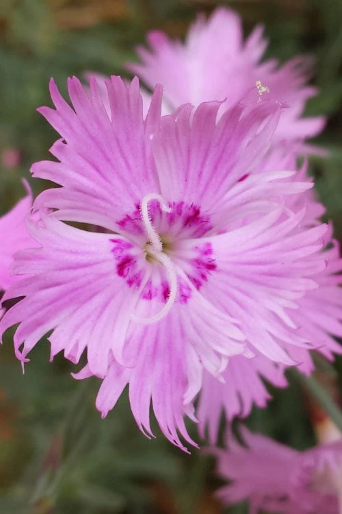 Bath's Pink Dianthus - 5 Pack Of Quart Pots 1 Bath's Pink Dianthus - 5 Pack Of Quart Pots
