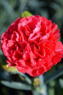 Early Bird Chili Dianthus (Carnations) 1 Gallon Pot -Flora Bloom Shop dianthus early bird chili 1