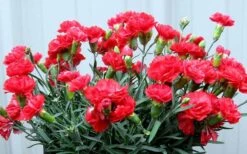 Early Bird Chili Dianthus (Carnations) 1 Gallon Pot -Flora Bloom Shop dianthus early bird chili 2
