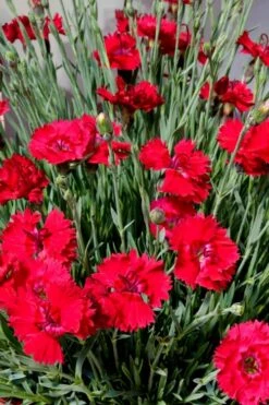 Fire Star Dianthus (Carnation) - 10 Pack Of Quart Pots -Flora Bloom Shop dianthus fire star 2