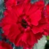 Fire Star Dianthus (Carnation) - 10 Pack Of Quart Pots