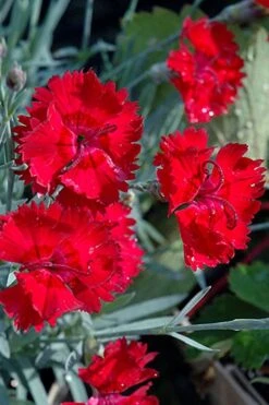 Fire Star Dianthus (Carnation) - 1 Gallon Pot -Flora Bloom Shop dianthus fire star cottage pinks 101 1