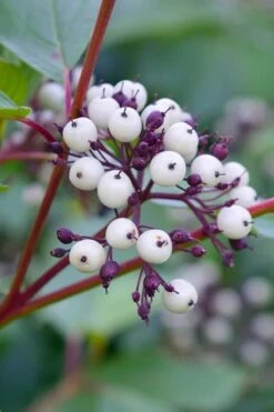 Arctic Fire Red Twig Dogwood - 3 Gallon Pot -Flora Bloom Shop dogwood red osier 500x750 1