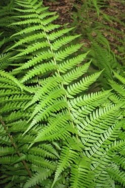 Dixie Wood Fern - Dryopteris Australis - 6 Pack Of 1 Gallon Pots -Flora Bloom Shop dryopteris australis dixie wood fern 10