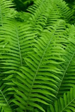 Dixie Wood Fern - Dryopteris Australis - 6 Pack Of 1 Gallon Pots -Flora Bloom Shop dryopteris australis dixie wood fern 12