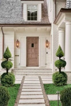 Dwarf Alberta Spruce 2-Ball Cone Topiary - 5 Gallon Pot -Flora Bloom Shop dwarf alberta spruce 3 ball poodle tier with pyramid1