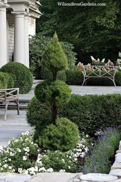 Dwarf Alberta Spruce 2-Ball Cone Topiary - 5 Gallon Pot