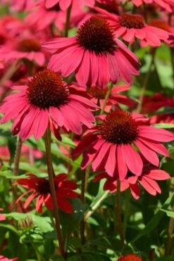 Sombrero Baja Burgundy Coneflower (Echinacea) - 6-Pack Of 1 Gallon Pots -Flora Bloom Shop echinacea sombrero baja burgundy coneflower 12