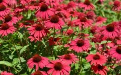 Sombrero Baja Burgundy Coneflower (Echinacea) - 6-Pack Of 1 Gallon Pots -Flora Bloom Shop echinacea sombrero baja burgundy coneflower 13