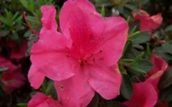 Autumn Carnival Encore Azalea - 1 Gallon Pot -Flora Bloom Shop encore azalea autumn carnival