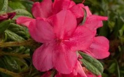 Autumn Jewel Encore Azalea - 1 Gallon Pot 7 Autumn Jewel Encore Azalea - 1 Gallon Pot -Flora Bloom Shop encore azalea autumn jewel