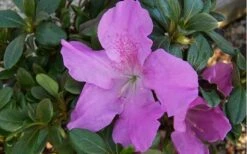 Autumn Lilac Encore Azalea - 1 Gallon Pot -Flora Bloom Shop encore azalea autumnlilac