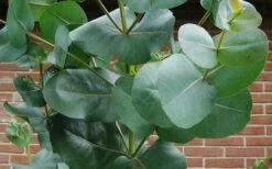 Big O Cold Hardy Eucalyptus Tree (Eucalyptus Neglecta) - 5 Gallon Pot (4-5') -Flora Bloom Shop eucalyptus bigo leaves 1