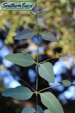 Grace Cold Hardy Eucalyptus Tree (Eucalyptus Elliptica) - 3 Quart Pot