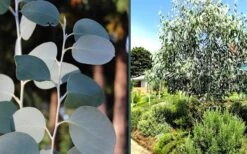 Mappa Tassie Cold Hardy Eucalyptus Tree (Eucalyptus Pauciflora) - Quart Pot -Flora Bloom Shop eucalyptus mappa tassie combo 3