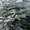 Bluey Cold Hardy Eucalyptus Tree (Eucalyptus Pulverulenta) - 3 Gallon Pot
