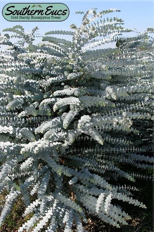 Bluey Cold Hardy Eucalyptus Tree (Eucalyptus Pulverulenta) - 3 Gallon Pot 1 Bluey Cold Hardy Eucalyptus Tree (Eucalyptus Pulverulenta) - 3 Gallon Pot