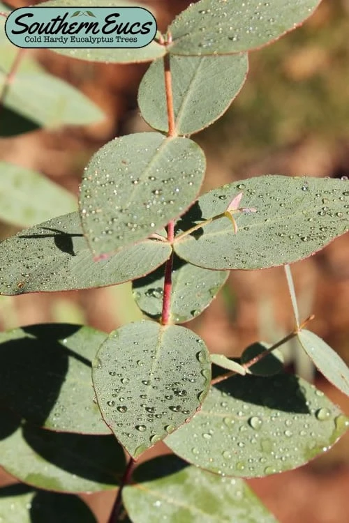 Cab Sav Cold Hardy Eucalyptus Tree (Eucalyptus Rubida) - 5 Gallon Pot 1 Cab Sav Cold Hardy Eucalyptus Tree (Eucalyptus Rubida) - 5 Gallon Pot