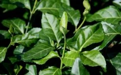 Purple Wintercreeper (Euonymus Fortunei 'Coloratus') - 6 Pack Of Pint Pots -Flora Bloom Shop euonymus fortunei coloratus purple wintercreeper 1