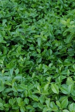 Purple Wintercreeper (Euonymus Fortunei 'Coloratus') - 6 Pack Of Pint Pots -Flora Bloom Shop euonymus fortunei coloratus purple wintercreeper 2