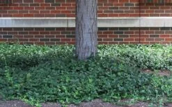 Purple Wintercreeper (Euonymus Fortunei 'Coloratus') - 6 Pack Of Pint Pots -Flora Bloom Shop euonymus fortunei coloratus purple wintercreeper 4