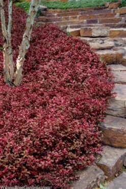 Purple Wintercreeper (Euonymus Fortunei 'Coloratus') - 6 Pack Of Pint Pots