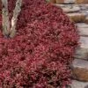 Purple Wintercreeper (Euonymus Fortunei 'Coloratus') - 72 Pack Of Pint Pots