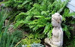 Japanese Holly Fern - Cyrtomium Falcatum 'Rochfordianum' - 2.5 Quart Pot -Flora Bloom Shop fern20holly203