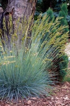 Blue Fescue Grass (Festuca Glauca) - 5 Pack Of Quart Pots -Flora Bloom Shop festuca glauca blue fescue grass 13 1