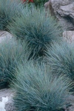 Blue Fescue Grass (Festuca Glauca) - 10 Pack Of Quart Pots -Flora Bloom Shop festuca glauca blue fescue grass 14