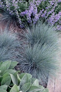 Blue Fescue Grass (Festuca Glauca) - 10 Pack Of Quart Pots -Flora Bloom Shop festuca glauca blue fescue grass 7